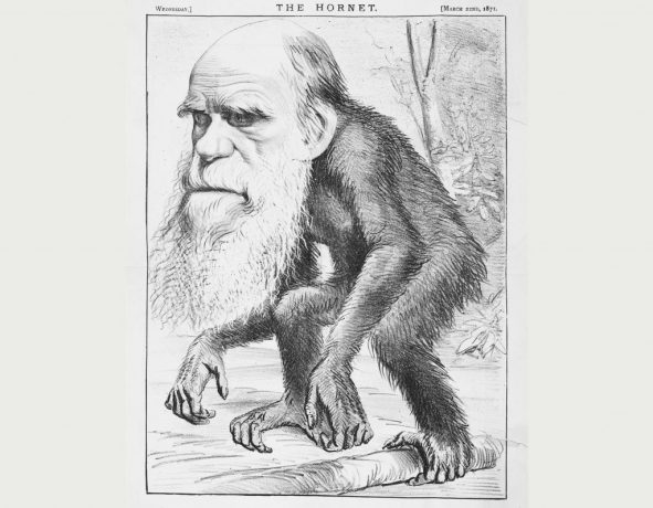 "A Venerable Orang-outang", a caricature of Charles Darwin as an ape in The Hornet