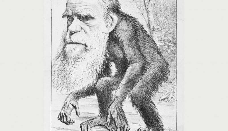 "A Venerable Orang-outang", a caricature of Charles Darwin as an ape in The Hornet