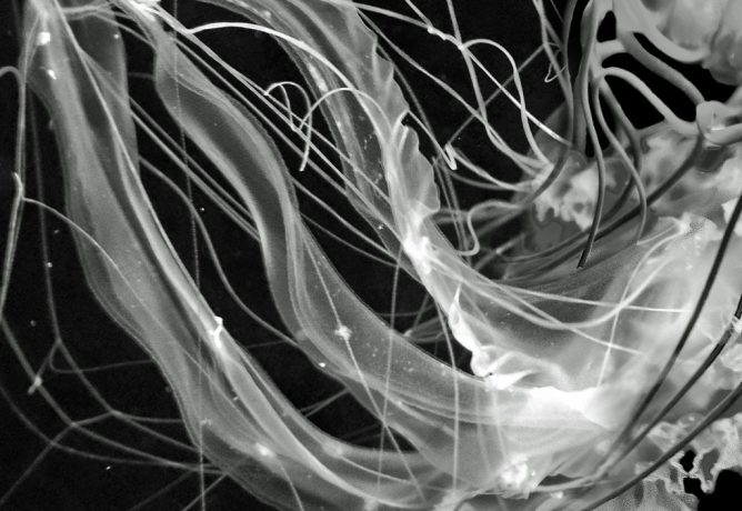 immagine tratta dalla copertina di "Medusa" di De Giuli / Porcelluzzi