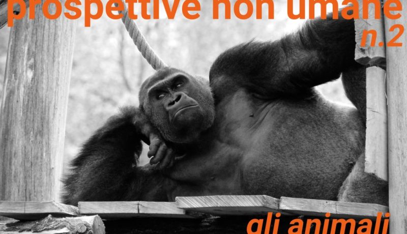 www.novantatrepercento.it n.29 "prospettive non umane n.2 - gli animali", foto di Valentin Jorel / www.unsplash.com