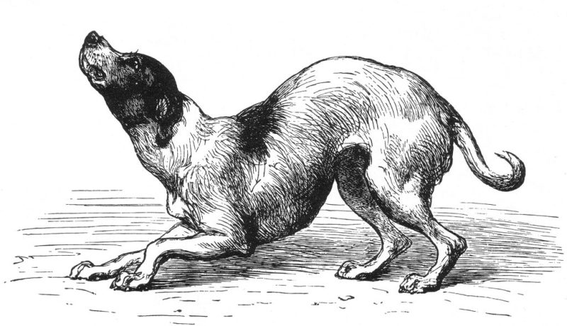 illustrazione dalla Espressione delle emozioni nell'uomo e negli animali di Darwin_Figure_6