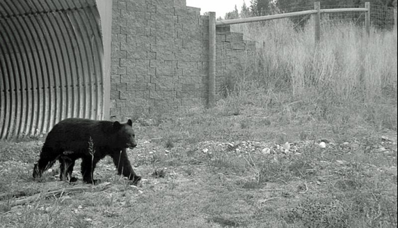 Sdraiata per terra in mezzo agli animali