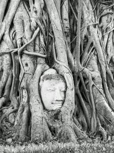 Testa di Buddha incastonata in un albero di Banyan, Ayutthaya, Tailandia