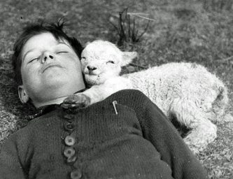 Cibo, animali, sofferenza. Il benessere animale e la possibilità del dialogo Cibo, animali, sofferenza. Il benessere animale e la possibilità del dialogo